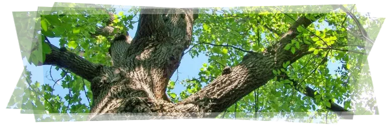 Tala y poda de árboles grandes Ávila Tala y poda en altura